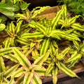 Cryptanthus bivittatus - Earth Star Plant Lucky Dip - Sprouts of Bristol
