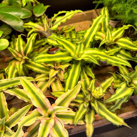 Cryptanthus bivittatus - Earth Star Plant Lucky Dip - Sprouts of Bristol