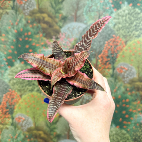 Cryptanthus bivittatus ‘Elaine’ – Earth Star - Sprouts of Bristol