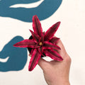 Cryptanthus bivittatus 'Super Pink Star' - Earth Star Plant - Sprouts of Bristol
