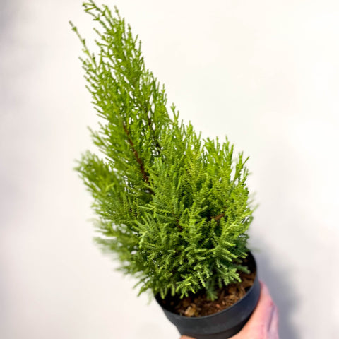 Cupressus macrocarpa 'Goldcrest Wilma' - Lemon Conifer - Sprouts of Bristol