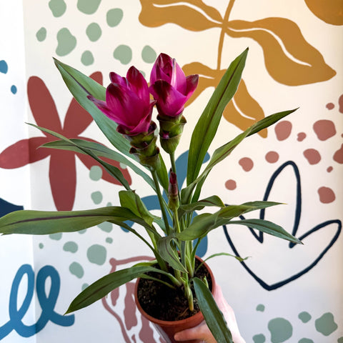 Curcuma – Hidden Ginger / Siam Tulip - Sprouts of Bristol