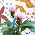 Curcuma – Hidden Ginger / Siam Tulip - Sprouts of Bristol
