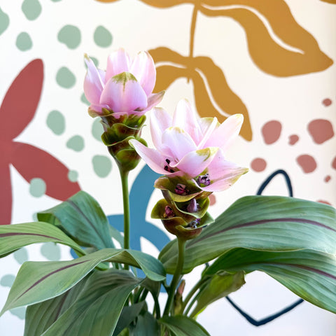 Curcuma – Hidden Ginger / Siam Tulip - Sprouts of Bristol
