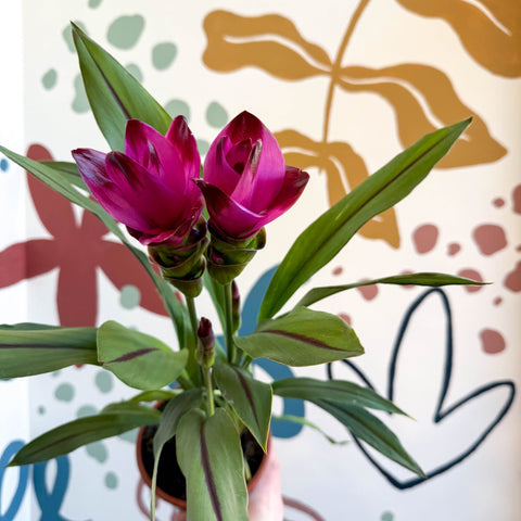 Curcuma – Hidden Ginger / Siam Tulip - Sprouts of Bristol