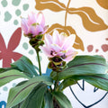 Curcuma – Hidden Ginger / Siam Tulip - Sprouts of Bristol