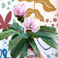 Curcuma – Hidden Ginger / Siam Tulip - Sprouts of Bristol