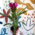 Curcuma – Hidden Ginger / Siam Tulip - Sprouts of Bristol