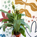 Curcuma – Hidden Ginger / Siam Tulip - Sprouts of Bristol