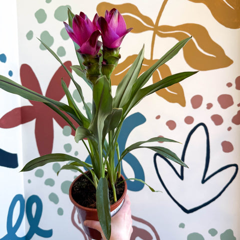 Curcuma – Hidden Ginger / Siam Tulip - Sprouts of Bristol