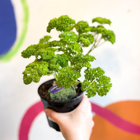 Curly Parsley - Petroselinum crispum 'Frisado' - British Grown Culinary Herbs - Sprouts of Bristol