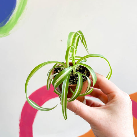 Curly Spider Plant - Chlorophytum comosum - Welsh Grown - Sprouts of Bristol