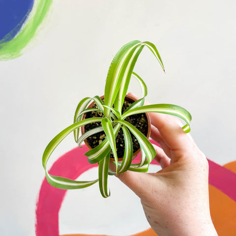 Curly Spider Plant - Chlorophytum comosum - Welsh Grown - Sprouts of Bristol
