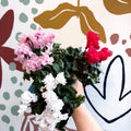 Cyclamen persicum ‘Merengue’ - Mixed Colour Ruffled Florist Cyclamen - Sprouts of Bristol