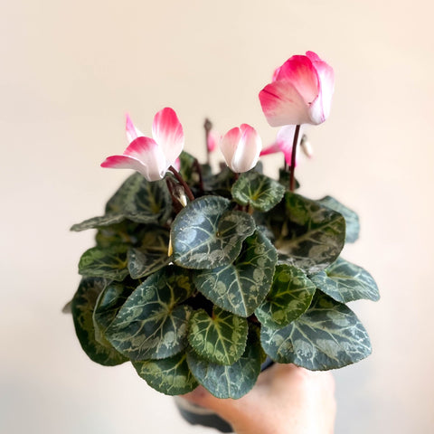 Cyclamen persicum x hybrida 'Indiaka® Salmon Pink' - British Grown - Sprouts of Bristol