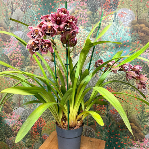Cymbidium – Dark Pink Spotty Boat Orchid - Sprouts of Bristol