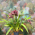 Cymbidium – Dark Pink Spotty Boat Orchid - Sprouts of Bristol