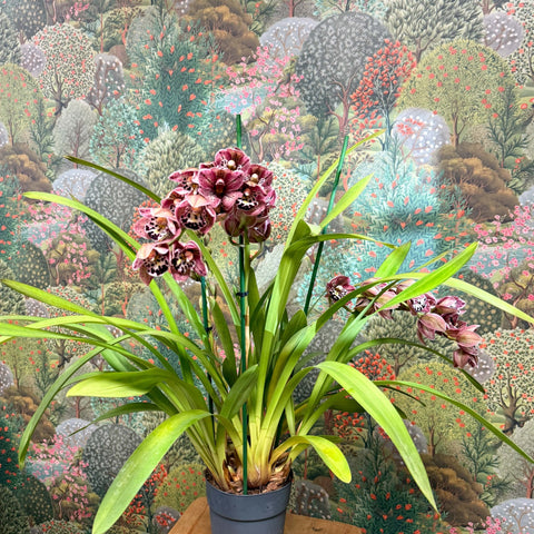 Cymbidium – Dark Pink Spotty Boat Orchid - Sprouts of Bristol