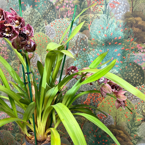 Cymbidium – Dark Pink Spotty Boat Orchid - Sprouts of Bristol