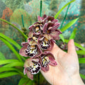 Cymbidium – Dark Pink Spotty Boat Orchid - Sprouts of Bristol