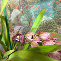 Cymbidium – Dark Pink Spotty Boat Orchid - Sprouts of Bristol