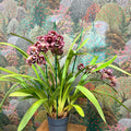 Cymbidium – Dark Pink Spotty Boat Orchid - Sprouts of Bristol