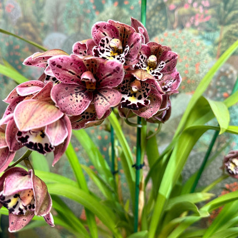 Cymbidium – Dark Pink Spotty Boat Orchid - Sprouts of Bristol