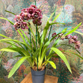 Cymbidium – Dark Pink Spotty Boat Orchid - Sprouts of Bristol