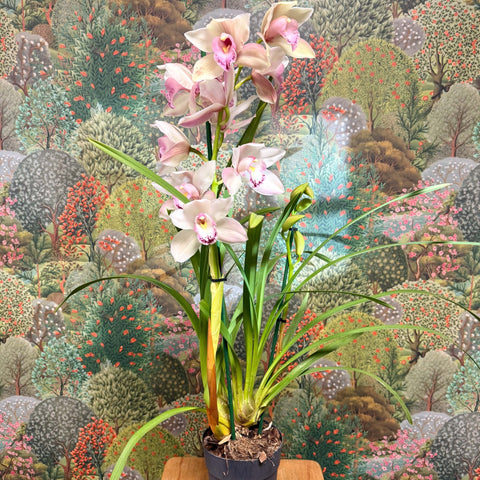 Cymbidium – Pale Pink Boat Orchid - Sprouts of Bristol
