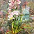 Cymbidium – Pale Pink Boat Orchid - Sprouts of Bristol
