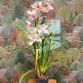 Cymbidium – Pale Pink Boat Orchid - Sprouts of Bristol