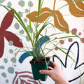 Cymbopogon citratus - Lemon Grass - Cotswolds Grown Culinary Herbs - Sprouts of Bristol