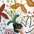 Cymbopogon citratus - Lemon Grass - Cotswolds Grown Culinary Herbs - Sprouts of Bristol
