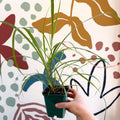 Cymbopogon citratus - Lemon Grass - Cotswolds Grown Culinary Herbs - Sprouts of Bristol