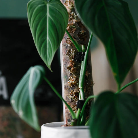 D - Shape Moss Poles - Sprouts of Bristol