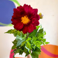 Dahlia 'Dalina Maxi Cancun (P)' - British Grown - Sprouts of Bristol