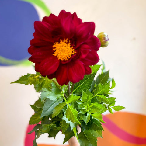 Dahlia 'Dalina Maxi Cancun (P)' - British Grown - Sprouts of Bristol