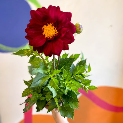 Dahlia 'Dalina Maxi Cancun (P)' - British Grown - Sprouts of Bristol