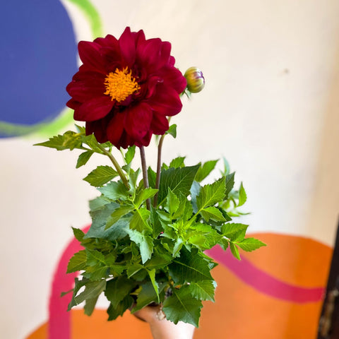Dahlia 'Dalina Maxi Cancun (P)' - British Grown - Sprouts of Bristol