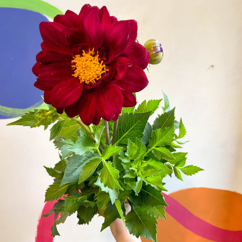 Dahlia 'Dalina Maxi Cancun (P)' - British Grown - Sprouts of Bristol