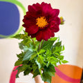 Dahlia 'Dalina Maxi Cancun (P)' - British Grown - Sprouts of Bristol