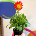 Dahlia 'Dalina Maxi Fireball (P)' - British Grown - Sprouts of Bristol
