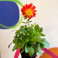 Dahlia 'Dalina Maxi Fireball (P)' - British Grown - Sprouts of Bristol