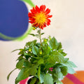 Dahlia 'Dalina Maxi Fireball (P)' - British Grown - Sprouts of Bristol
