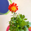 Dahlia 'Dalina Maxi Fireball (P)' - British Grown - Sprouts of Bristol