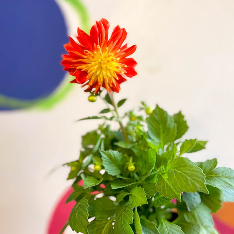 Dahlia 'Dalina Maxi Fireball (P)' - British Grown - Sprouts of Bristol