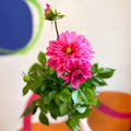 Dahlia 'Dalina Maxi Mendoza (P)' - British Grown - Sprouts of Bristol
