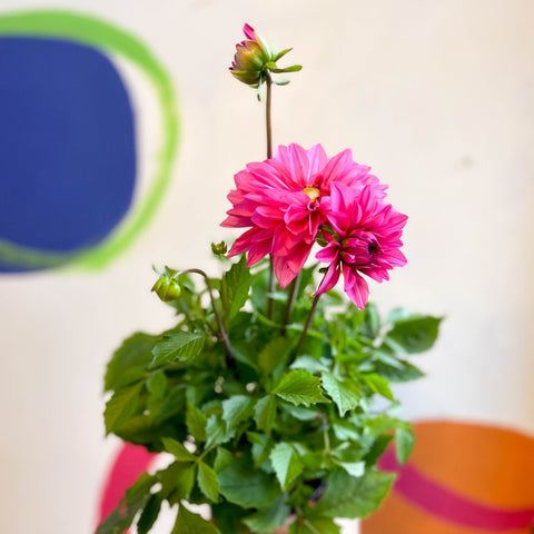 Dahlia 'Dalina Maxi Mendoza (P)' - British Grown - Sprouts of Bristol