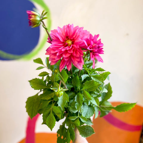 Dahlia 'Dalina Maxi Mendoza (P)' - British Grown - Sprouts of Bristol