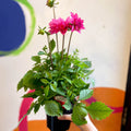 Dahlia 'Dalina Maxi Mendoza (P)' - British Grown - Sprouts of Bristol